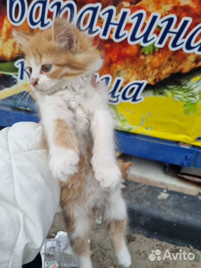 Котенок девочка в добрые руки