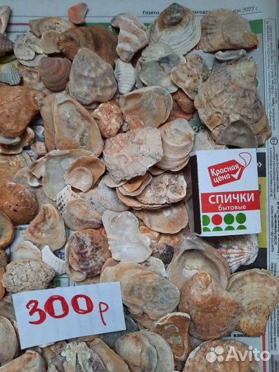 Ракушки разные