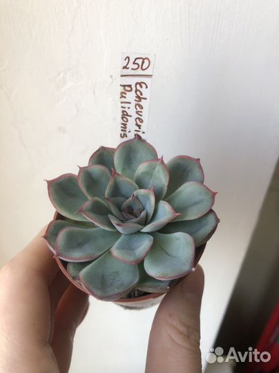 Суккуленты