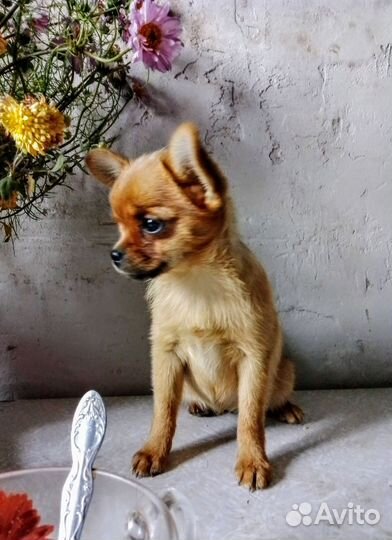 Девочка чихуахуа