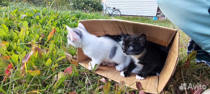 Котята в самые добрые руки