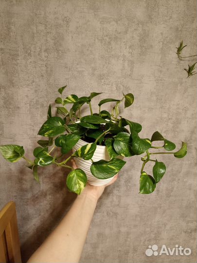 Сциндапсус золотистый