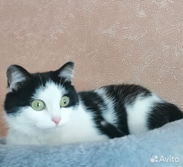 Японский бобтейл