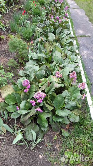 Садовые многолетники