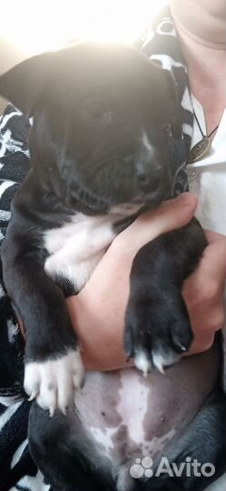 Стаффордширский терьер