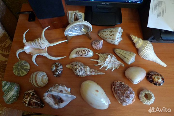 Ракушки и кораллы коллекция