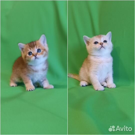 Шотландские котята