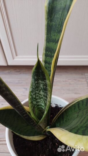 Сансевиерия