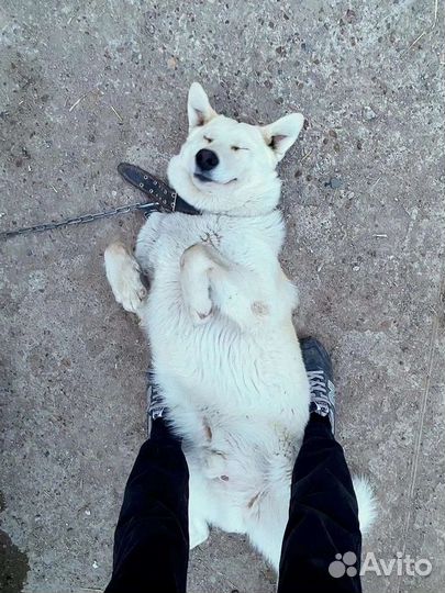 Собака в добрые руки