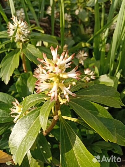 Многолетние садовые растения