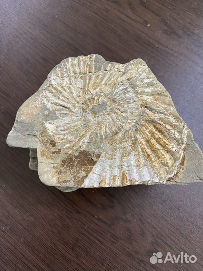 Отпечаток крупного аммонита. Перламутр