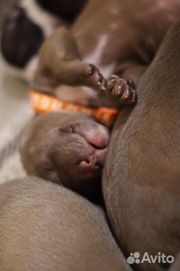 Щенки питбуля