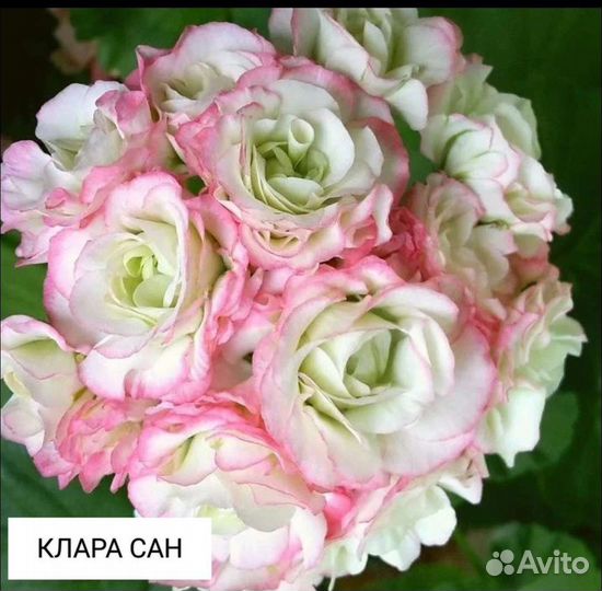 Пеларгония сортовая