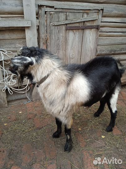 Козел зааненский