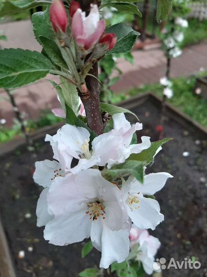 Колоновидные яблони из Мичуринска