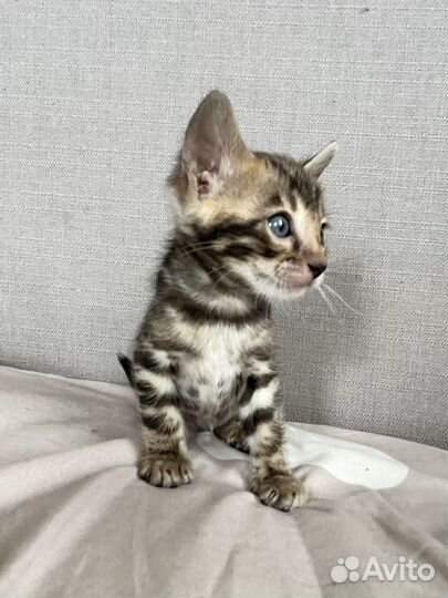 Золотая девочка