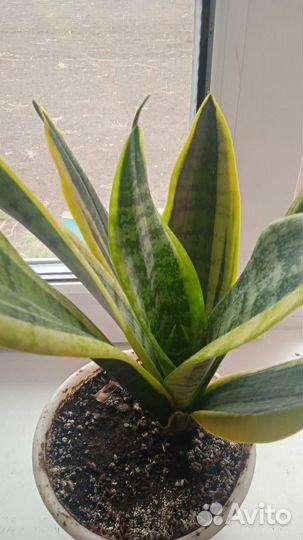 Сансевиерия Футура Суперба