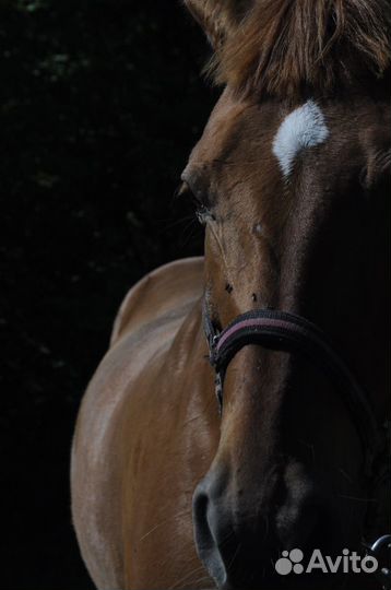 Конский навоз