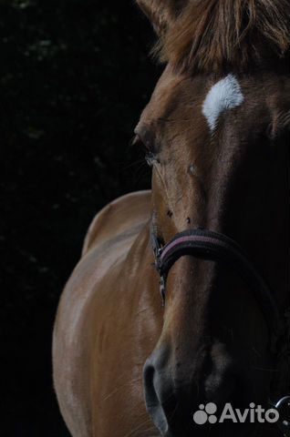 Конский навоз