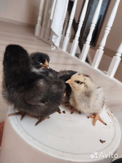 Цыплята от породных кур