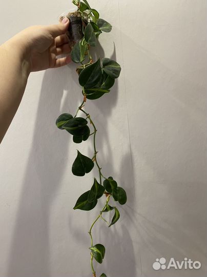 Филодендрон