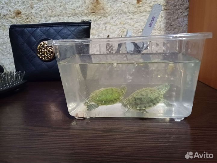 Краснаухие черепахи бесплатно