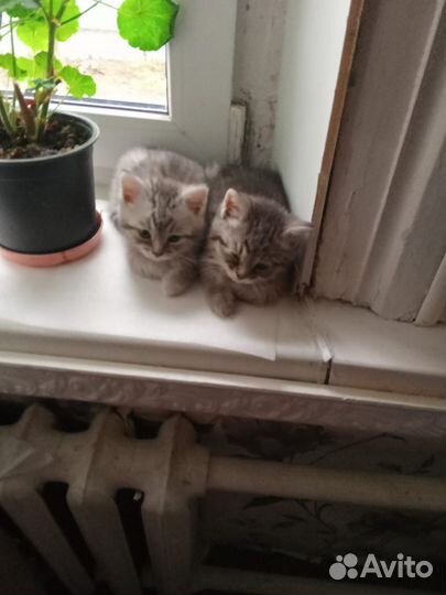 Британская кошка в дар