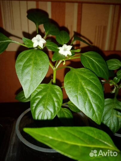 Перец комнатный острый