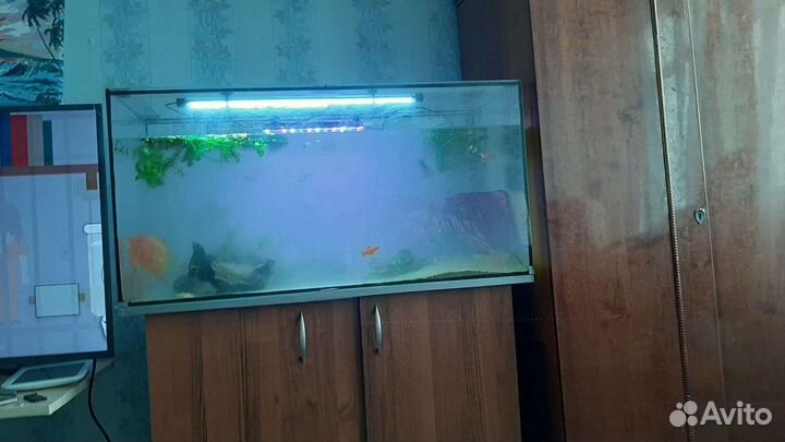 Аквариум на 200 литров