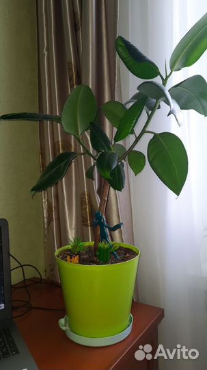 Фикус,аспарагус
