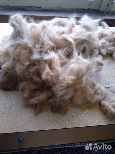 Шерсть собачья