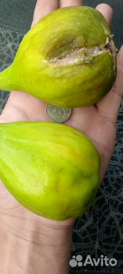 Почвосмесь, грунт, перегной крс в мешках 50л