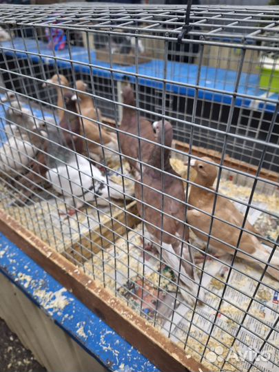 Продажа голубей