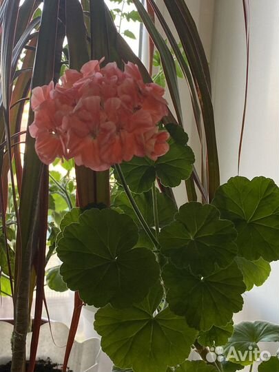 Пеларгония (герань)