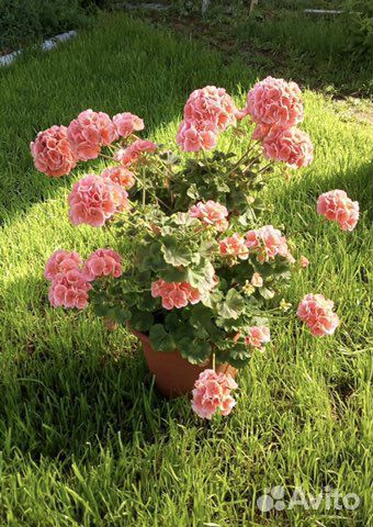 Сертификат. Консультации пеларгонии (герань)