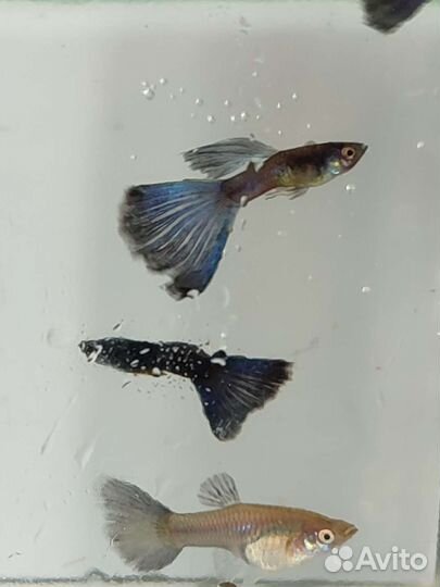 Гуппи и меченосцы