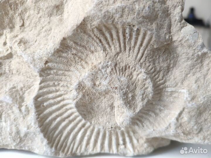 Аммонит. Окаменелость возрастом 90-200 млн лет
