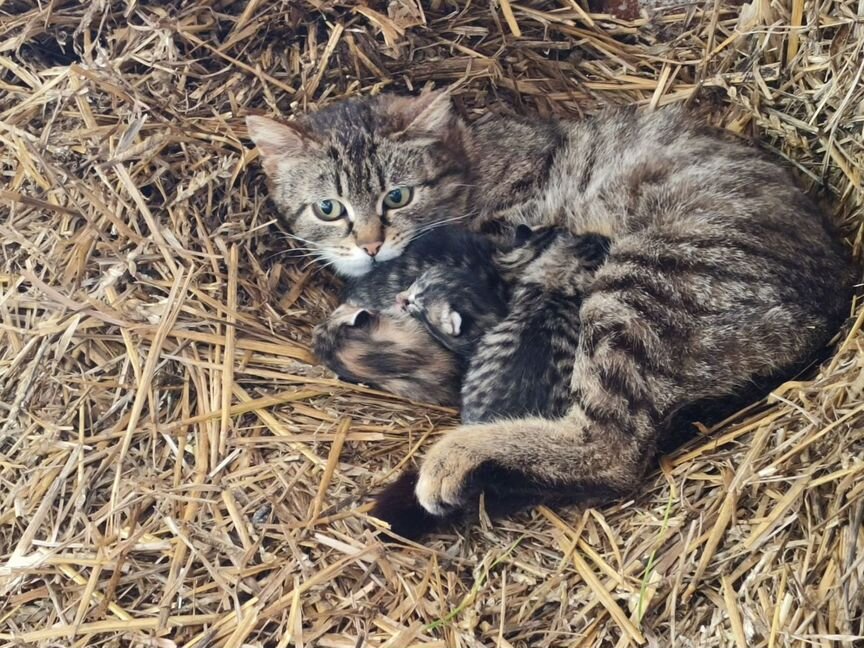 Котики маленькие бесплатно