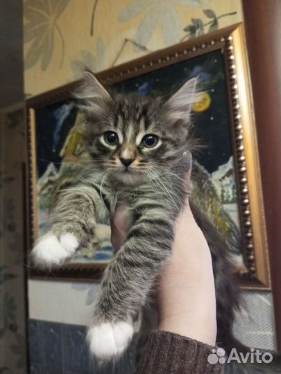 Кошки бесплатно