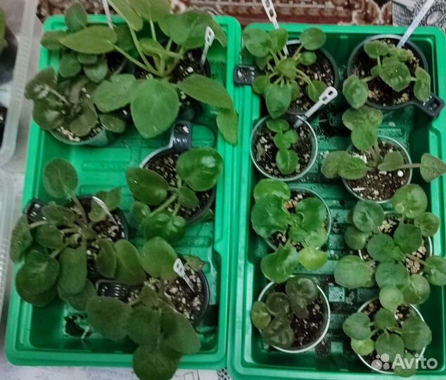 Фиалки сортовые, детки