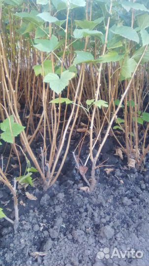 Черная смородина. Саженцы