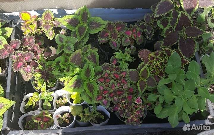 Колеус более35сор.,дев.виногр. и аихризон