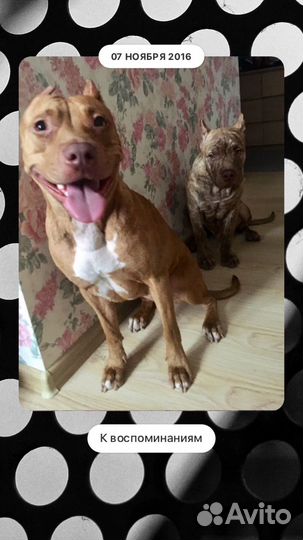 Выгул, дрессировка собак