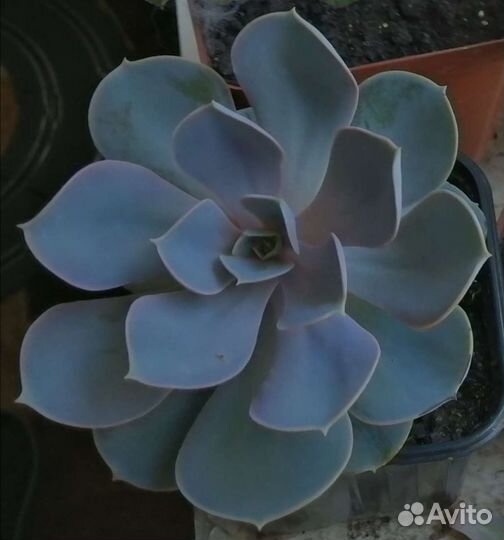 Сукуленты, каменная роза, эониум, алоэ