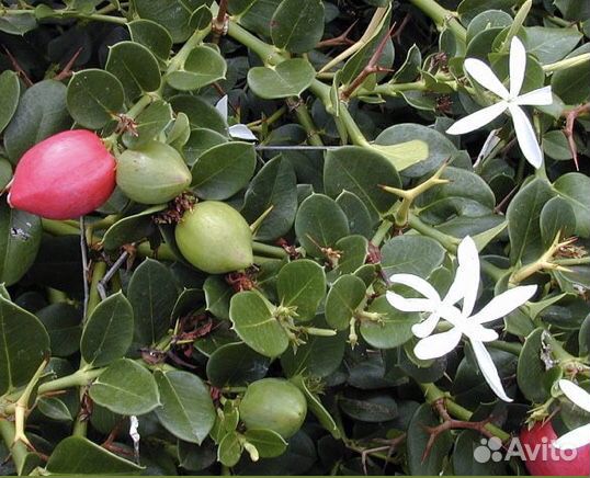 Карисса комнатная слива