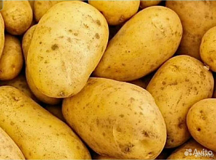 Продаю деревенский картофель с доставкой