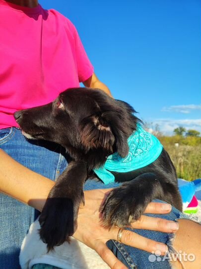 Собака Уголёчек