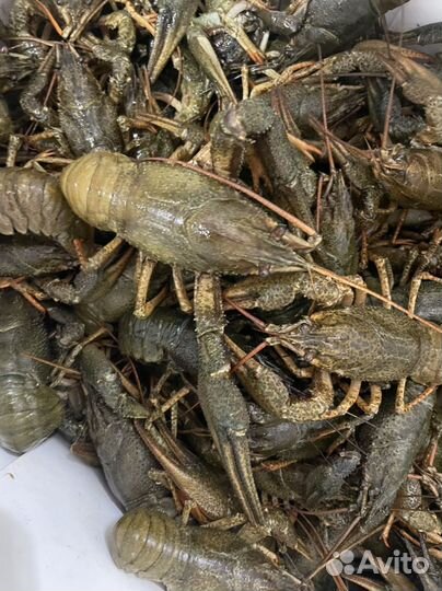 Продам живые раки