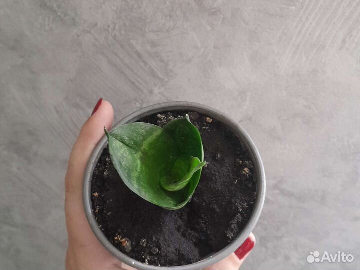 Сансевиерия