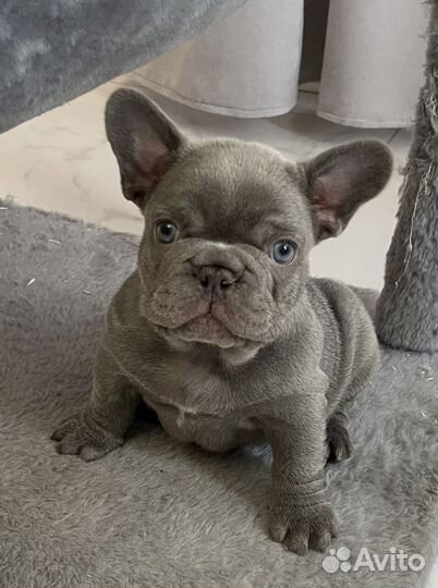 Французский бульдог щенок, голубой окрас